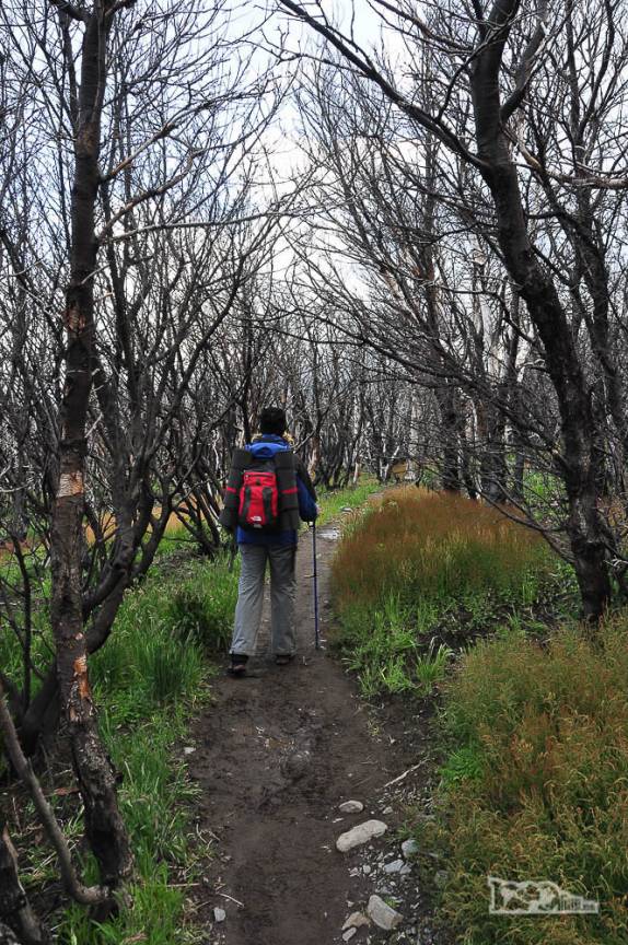 Atravessando floresta desfolhada a caminho do refúgio e camping Paine Grande, no parque nacional Torres del Paine, no sul do Chile